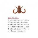 ボトムアップ スクーパーフロッグダディ アカガエル