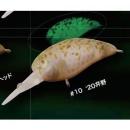 ロデオクラフト パニクラ MR ロデオVer. #10 20井野